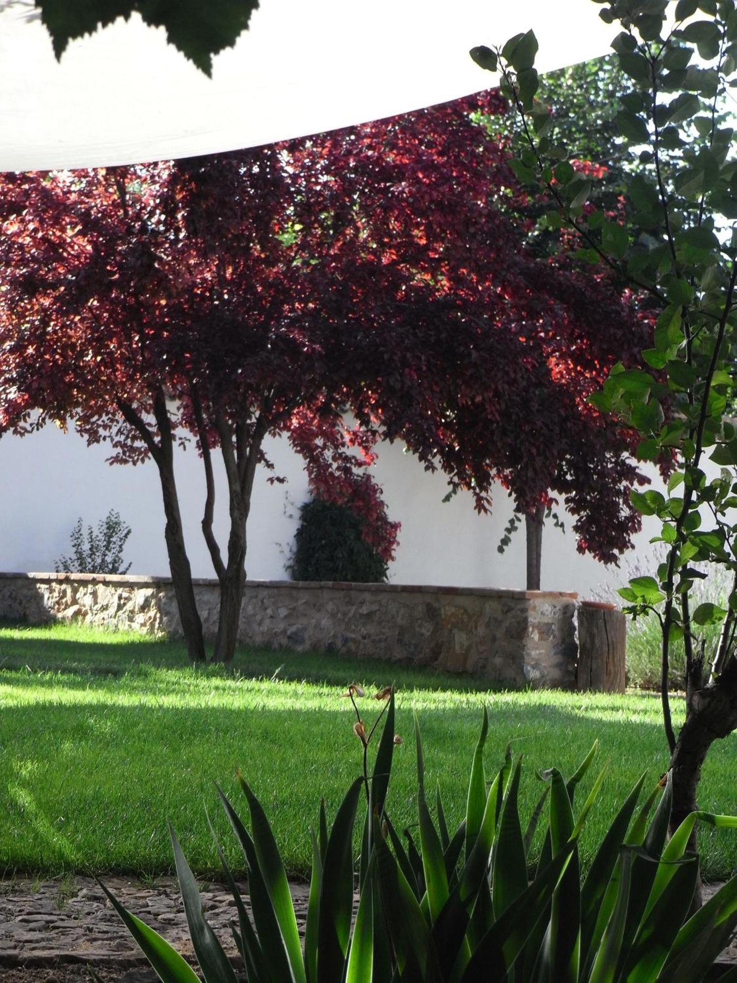 Casa Rural La Alameda Madridejos Exterior photo